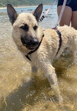 CARLO, Hund, Mischlingshund in Griechenland - Bild 12