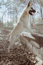 CARLO, Hund, Mischlingshund in Griechenland - Bild 19