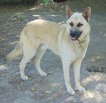 CARLO, Hund, Mischlingshund in Griechenland - Bild 2