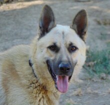 CARLO, Hund, Mischlingshund in Griechenland - Bild 3