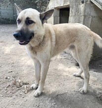 CARLO, Hund, Mischlingshund in Griechenland - Bild 9