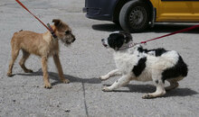 AIDEN, Hund, Mischlingshund in Bulgarien - Bild 3