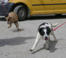 AIDEN, Hund, Mischlingshund in Bulgarien - Bild 4