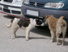 AIDEN, Hund, Mischlingshund in Bulgarien - Bild 6