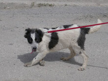 AIDEN, Hund, Mischlingshund in Bulgarien - Bild 9