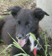 WALKER, Hund, Mischlingshund in Bulgarien - Bild 1