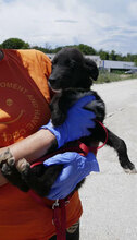 WALKER, Hund, Mischlingshund in Bulgarien - Bild 3