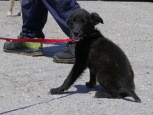 WALKER, Hund, Mischlingshund in Bulgarien - Bild 6