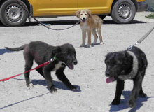 WALKER, Hund, Mischlingshund in Bulgarien - Bild 8