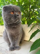 KITTY, Katze, Scottish Fold in Rumänien - Bild 2