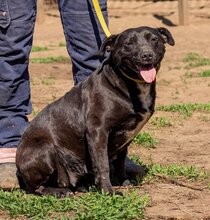 JOLAN, Hund, Mischlingshund in Ungarn - Bild 1