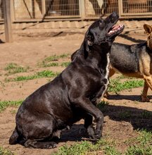 JOLAN, Hund, Mischlingshund in Ungarn - Bild 2