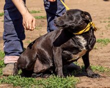 JOLAN, Hund, Mischlingshund in Ungarn - Bild 3