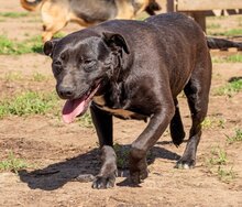 JOLAN, Hund, Mischlingshund in Ungarn - Bild 4