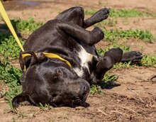 JOLAN, Hund, Mischlingshund in Ungarn - Bild 5