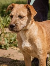 ROZI, Hund, Mischlingshund in Ungarn - Bild 1