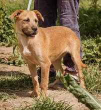 ROZI, Hund, Mischlingshund in Ungarn - Bild 2