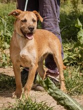 ROZI, Hund, Mischlingshund in Ungarn - Bild 3