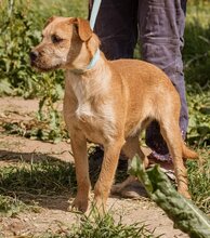 ROZI, Hund, Mischlingshund in Ungarn - Bild 4