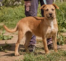 ROZI, Hund, Mischlingshund in Ungarn - Bild 5