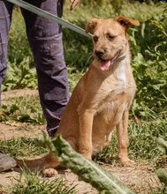 ROZI, Hund, Mischlingshund in Ungarn - Bild 6