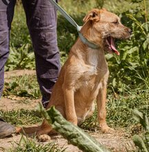 ROZI, Hund, Mischlingshund in Ungarn - Bild 7