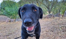 KYRA, Hund, Labrador-Mix in Italien - Bild 1