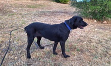 KYRA, Hund, Labrador-Mix in Italien - Bild 10