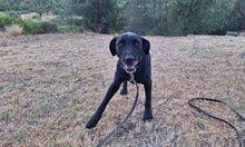KYRA, Hund, Labrador-Mix in Italien - Bild 11