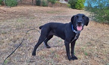 KYRA, Hund, Labrador-Mix in Italien - Bild 12