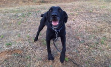 KYRA, Hund, Labrador-Mix in Italien - Bild 2