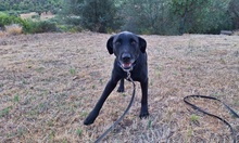 KYRA, Hund, Labrador-Mix in Italien - Bild 4