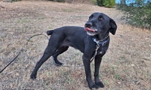 KYRA, Hund, Labrador-Mix in Italien - Bild 6