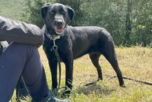 KYRA, Hund, Labrador-Mix in Italien - Bild 7