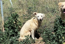 YANA, Hund, Mischlingshund in Italien - Bild 12