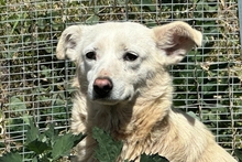 YANA, Hund, Mischlingshund in Italien - Bild 15