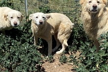 YANA, Hund, Mischlingshund in Italien - Bild 17