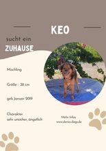 KEO, Hund, Mischlingshund in Günzburg