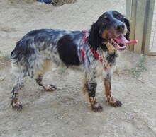 LUCKY, Hund, Mischlingshund in Griechenland - Bild 2