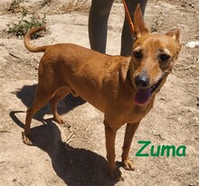 ZUMA, Hund, Podenco in Spanien - Bild 1