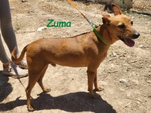 ZUMA, Hund, Podenco in Spanien - Bild 2