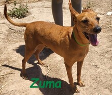 ZUMA, Hund, Podenco in Spanien - Bild 3