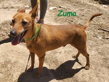 ZUMA, Hund, Podenco in Spanien - Bild 4