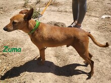 ZUMA, Hund, Podenco in Spanien - Bild 5