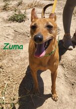 ZUMA, Hund, Podenco in Spanien - Bild 6