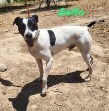 GOLFO, Hund, Ratonero Bodeguero Andaluz in Spanien - Bild 4