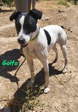 GOLFO, Hund, Ratonero Bodeguero Andaluz in Spanien - Bild 6