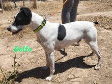 GOLFO, Hund, Ratonero Bodeguero Andaluz in Spanien - Bild 7