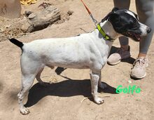 GOLFO, Hund, Ratonero Bodeguero Andaluz in Spanien - Bild 8