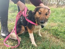 HOPE, Hund, Border Collie-Mix in Ungarn